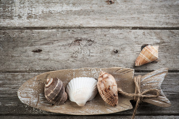 Sea shells on wooden rustic background