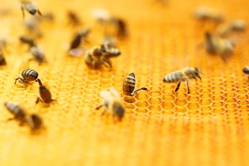 Working bees on honeycomb