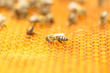 Bee workers in honeycomb