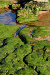 Green Rocks at low tide, Devon, England