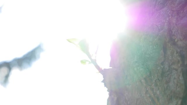 Lens Flare im Wald in Slowmotion