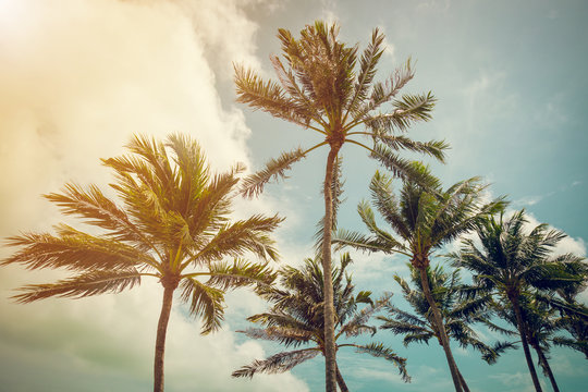 coconut palm tree and blue sky with vintage tone.