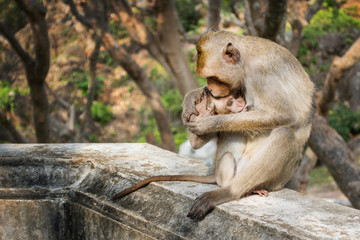 Monkey mothers breastfeeding, Mother monkey feeding her baby, Ba