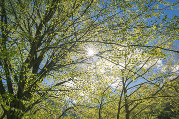 Beech woodland with sun star, backlight from below