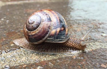 chiocciola