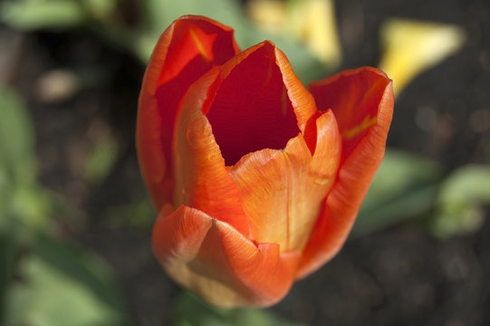 Cup of orange tulip petals