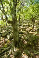 Beech forest and hiking trail