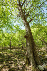 Beech forest and hiking trail
