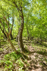 Beech forest and hiking trail