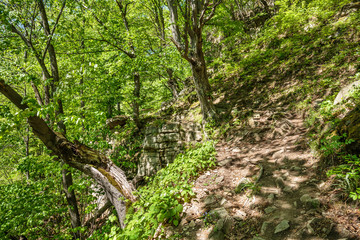 Beech forest and hiking trail