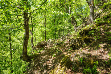 Fototapeta na wymiar Beech forest and hiking trail