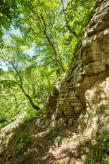 Beech forest and hiking trail