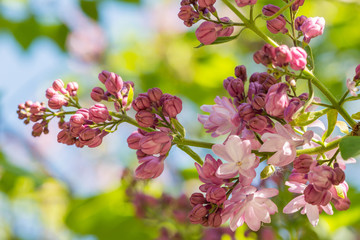 Ветка сирени