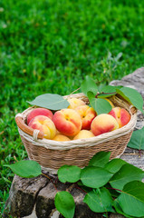 Fresh ripe apricot in wooden basket on the garden. Selective focus