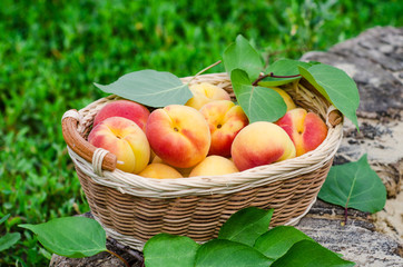 Fresh ripe apricot in wooden basket on the garden. Selective focus