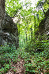Beech forest and hiking trail