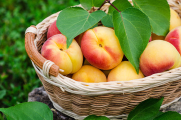 Fresh ripe apricot in wooden basket on the garden. Selective focus