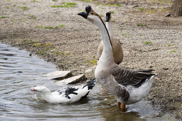 Bumps goose during mating season - Höckergans in der Paarungszeit 