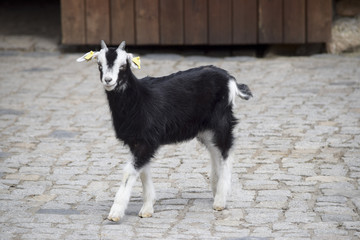 cute goat on the farm - süßes Geißlein auf dem Bauernhof