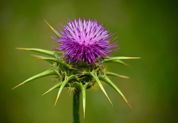 Beautiful flower head of milk thistle, Silybum marianum, medicinal plant