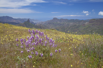 Gran Canaria, Caldera de Tejeda in April