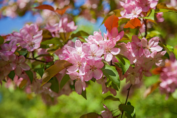 blooming apple trees in the garden, the flowers on the trees in
