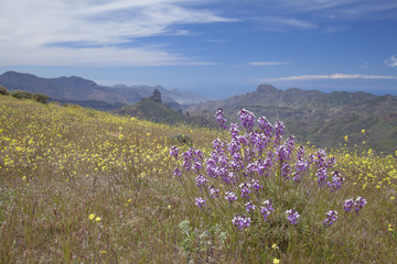 Gran Canaria, Caldera de Tejeda in April