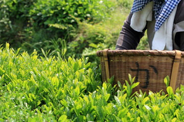 Japanese tea hand picking