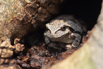 Japanese tree frog