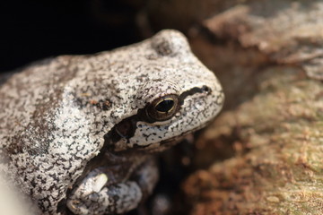 Japanese tree frog