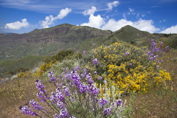 Gran Canaria, Caldera de Tejeda in April