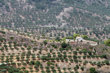 Wyspa Zakynthos, Grecja, drzewa oliwne