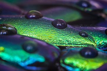 Metallic wings background