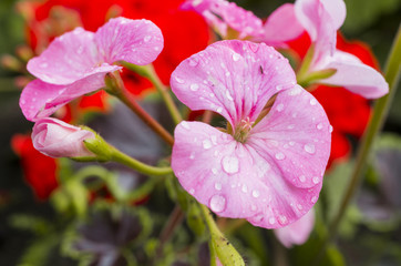 A background with beautiful summer flowers.