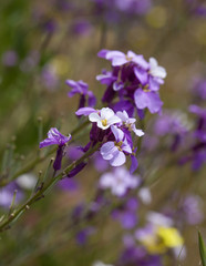 Obraz premium Flora of Gran Canaria - abundant flowering of Erysimum albescens