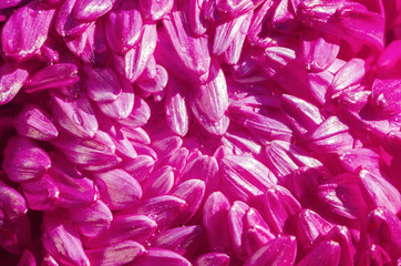 Aster petals background