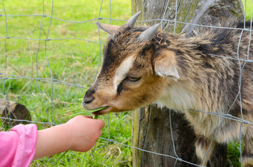 kleines Mädchen füttert eine junge Ziege