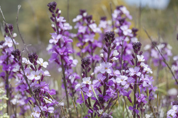 Flora of Gran Canaria - abundant flowering of Erysimum albescens