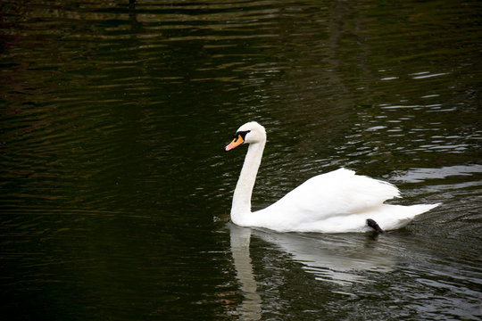 White swan swimming and diving in lagoon