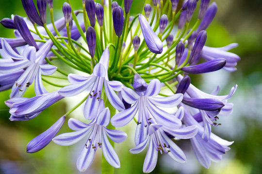 Close-up Beautiful white and soft purple agapanthus africanus flower
