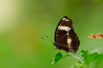 Fototapeta na wymiar Butterfly in Dierenpark Emmen