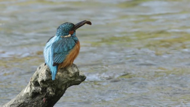 kingfisher alcedo atthis sitting on branch over river with small fish in the beak with natural sound