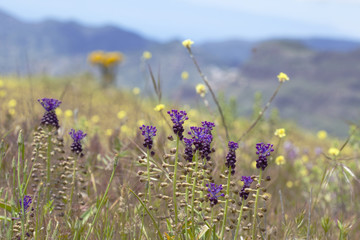 flora of Gran Canaria, Flowering Leopoldia comosa
