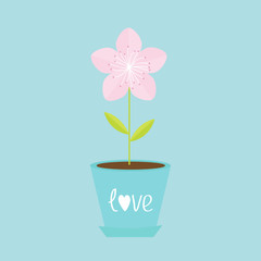Sakura flower pot. Japan blooming cherry blossom. Love text with heart sign symbol Blue background Template Flat design