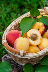 Fresh ripe apricot in wooden basket on the garden. Selective focus