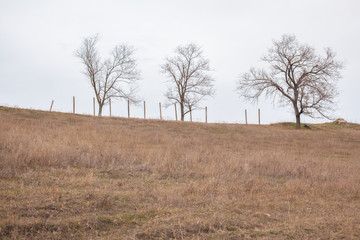 Three trees on a hill.
