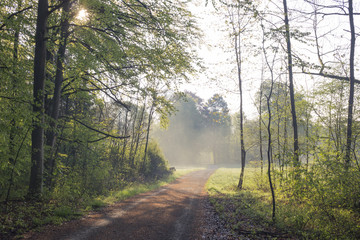 Fototapeta premium Waldweg in Morgennebel an einem sonnigen Tag
