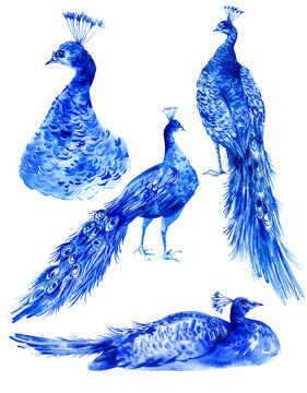 Set of watercolor blue peacocks