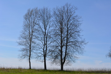 Три дерева на фоне голубого неба весной © alex2016