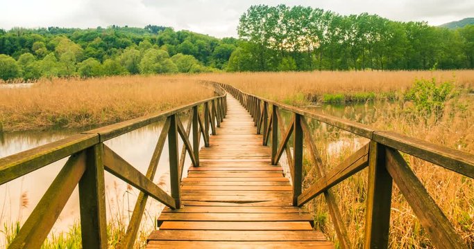 Wooden path and cane thicket on a pond